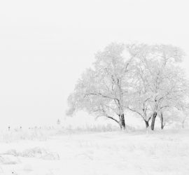 white and black tree illustration